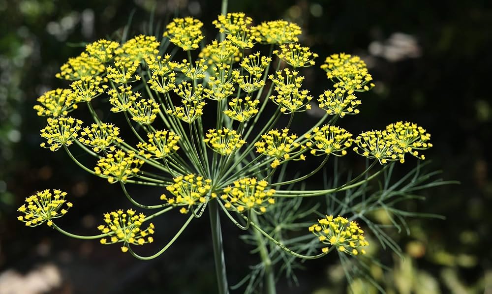 Anethum graveolens Bouquet Dill Anbau in containers