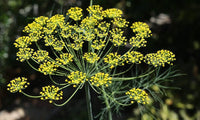 Anethum graveolens Bouquet Dill Anbau in containers
