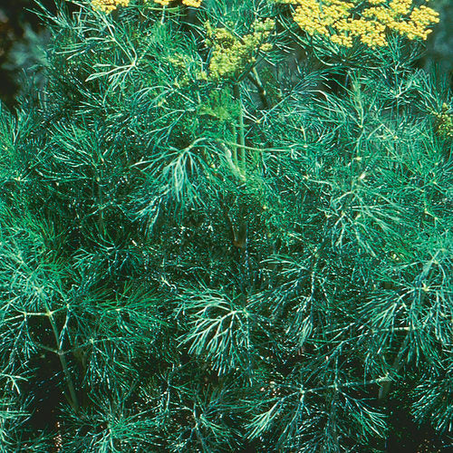 Anethum graveolens Fernleaf Dill Anbau in containers
