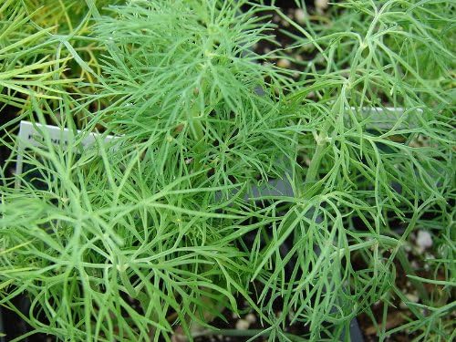 Anethum graveolens Mammoth Dill Anbau outdoors