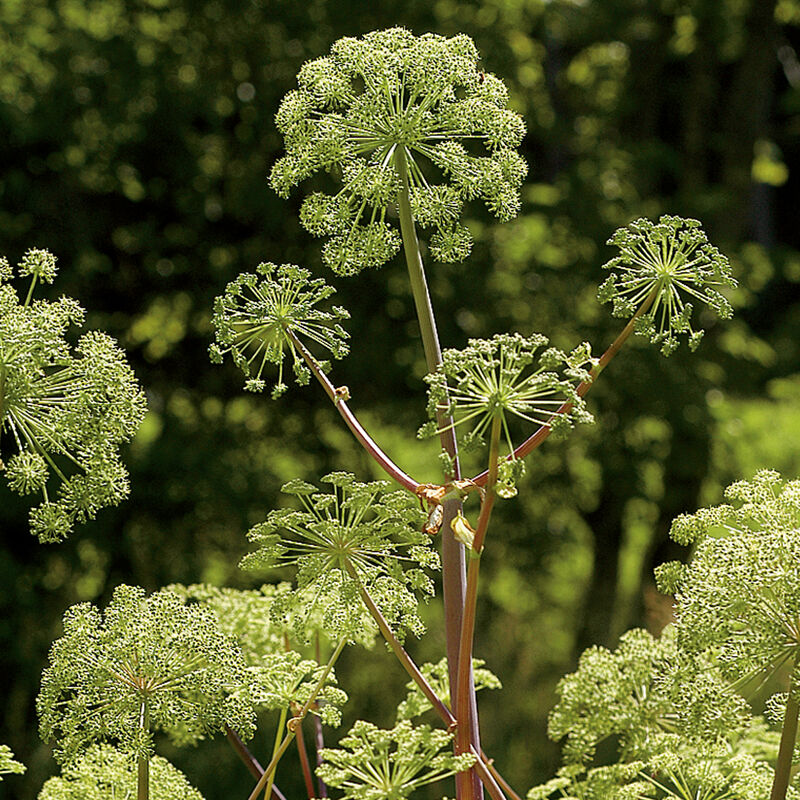Angelica archangelica essbar Kraut Anbau in full sun