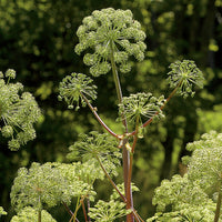 Angelica archangelica essbar Kraut Anbau in full sun