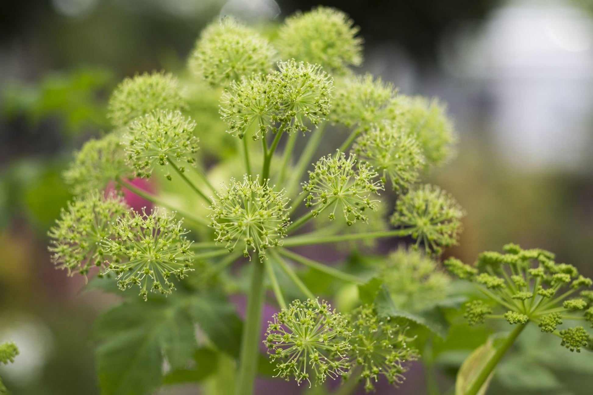 Angelica biennial rosette grown from Samen first year