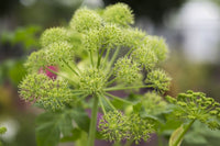 Angelica biennial rosette grown from Samen first year