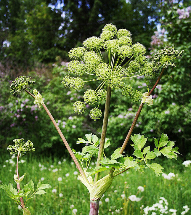 Angelica Kraut with greenish-white Blume umbels