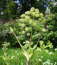 Angelica Kraut with greenish-white Blume umbels