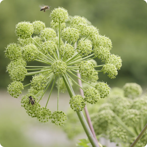 Angelica seedlings with large green foliage grown from Samen