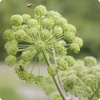 Angelica seedlings with large green foliage grown from Samen