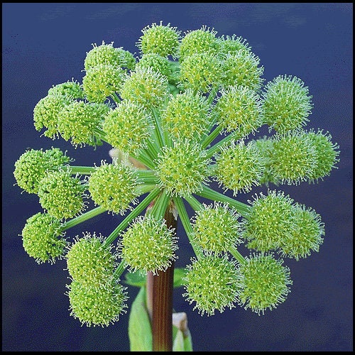 Angelica Pflanze with aromatic leaves and tall stems in Garten