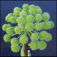 Angelica Pflanze with aromatic leaves and tall stems in Garten