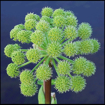 Angelica Pflanze with aromatic leaves and tall stems in Garten