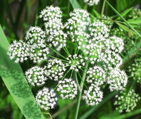 Angelica sinensis Kraut foliage and stems