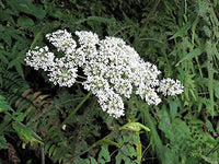 White flowering Angelica sinensis Pflanze close-up