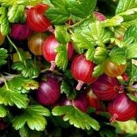 Ribes uva-crispa Samen für einfaches Anpflanzen