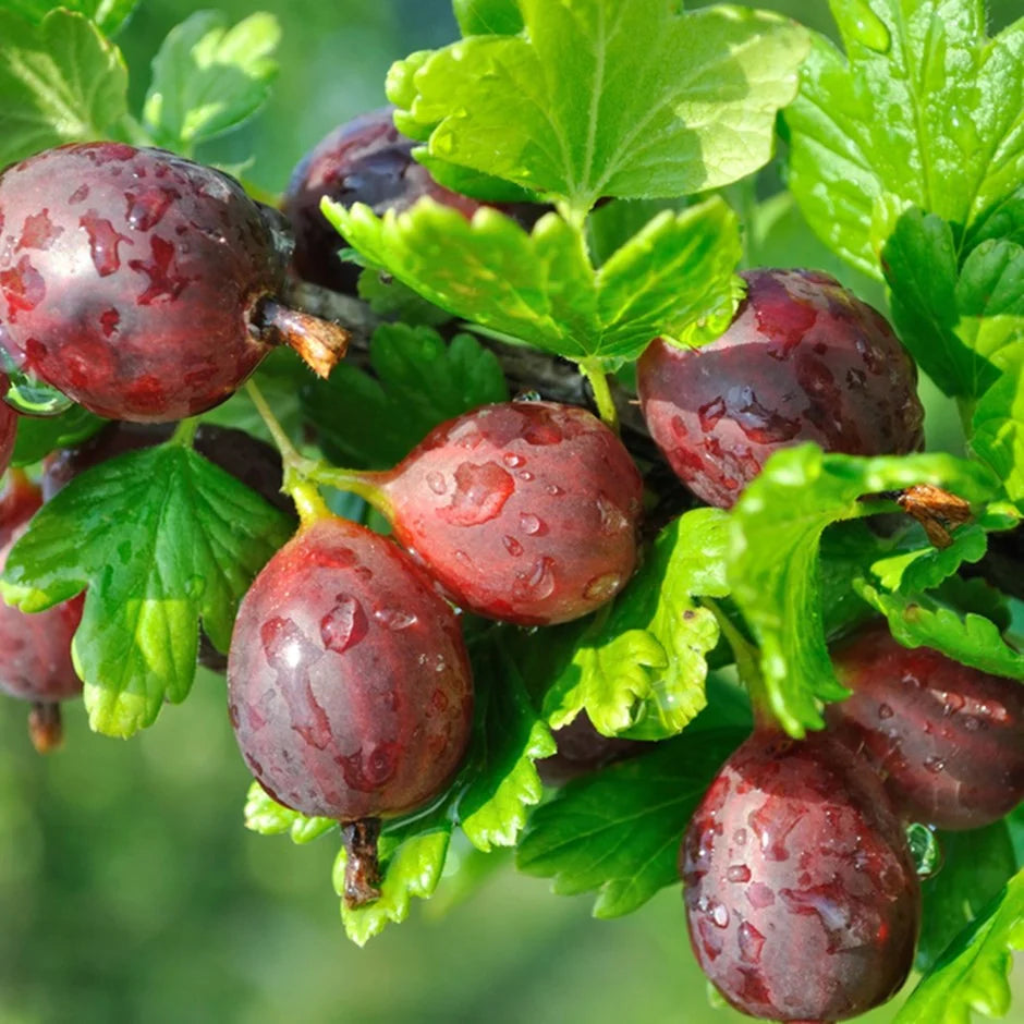 Ribes uva-crispa Samen für einfaches Anpflanzen