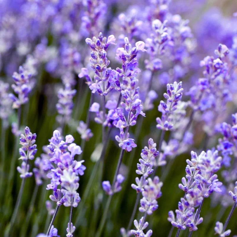 Angustifolia blume samen for anpflanzung fragrant blooms