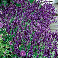English Lavender Hidcote border Aussaat grown from Samen