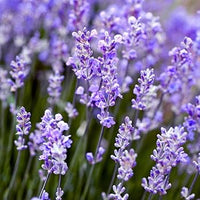 English Lavender Munstead border Aussaat grown from Samen
