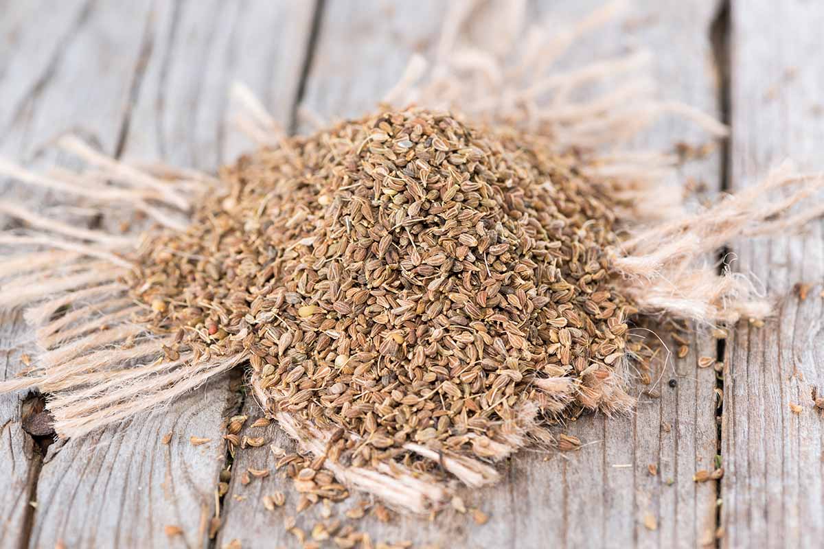 White umbel Blumen on Anise Pflanzen from gentechnikfrei Samen