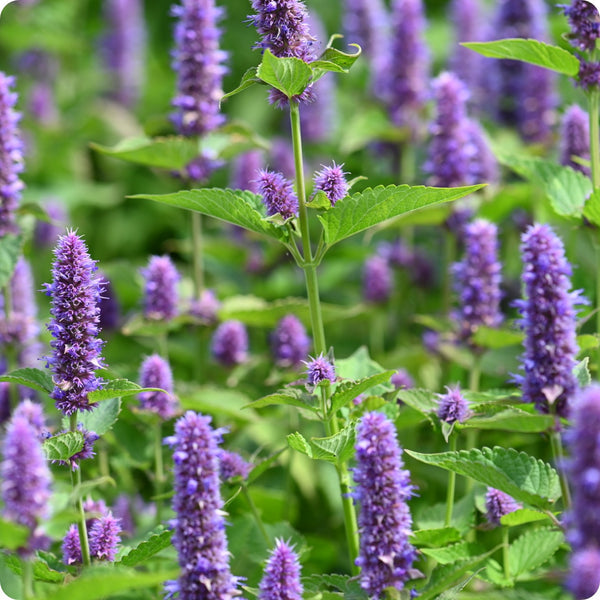 Anise Hyssop Samen Agastache foeniculum purple Blume spikes