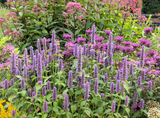 Anise Hyssop Samen with purple flowering spikes