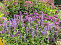 Anise Hyssop Samen with purple flowering spikes