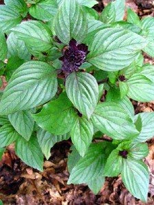 Light purple Blumen of Anise Persian Basil