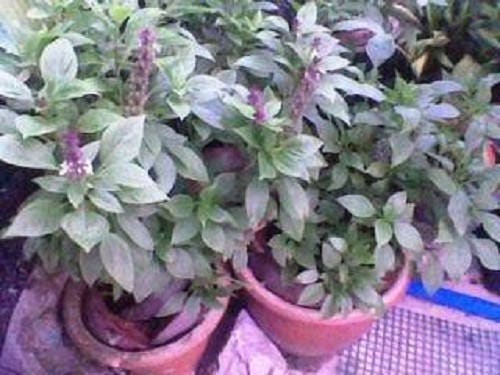 Packet of Anise Persian Basil Kraut Blume Samen