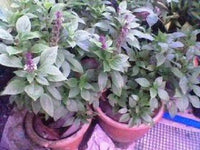Packet of Anise Persian Basil Kraut Blume Samen