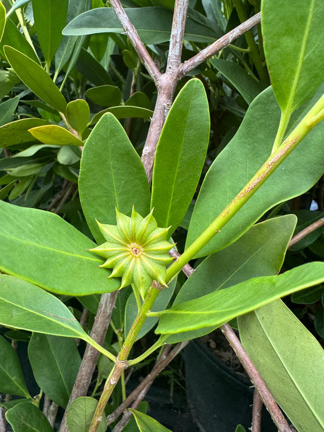 Star Anise Samen zur Aussaat – zur eigenen Anzucht von Star Anise Blume