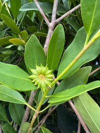 Star Anise Samen zur Aussaat – zur eigenen Anzucht von Star Anise Blume