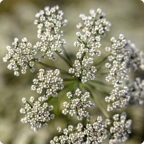 Anise Samen Pimpinella anisum heirloom grown in sunny Garten beds