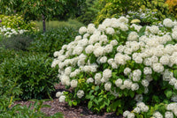 Annabelle Blumensamen zur Aussaat Garten beliebt Traditionssorte & ohne Gentechnik Samen Hausgarten