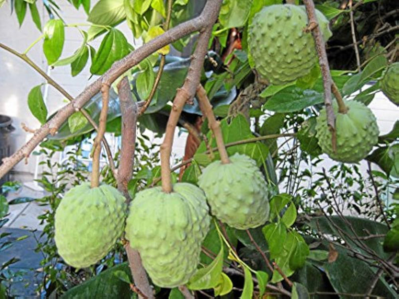 Annona cherimola seedlings sprouting