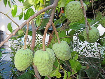 Annona cherimola seedlings sprouting