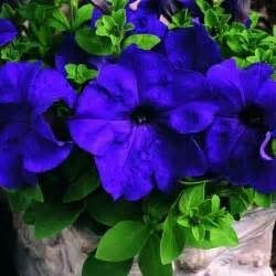 Annual blau oblique petunia pflanzen for borders and containers