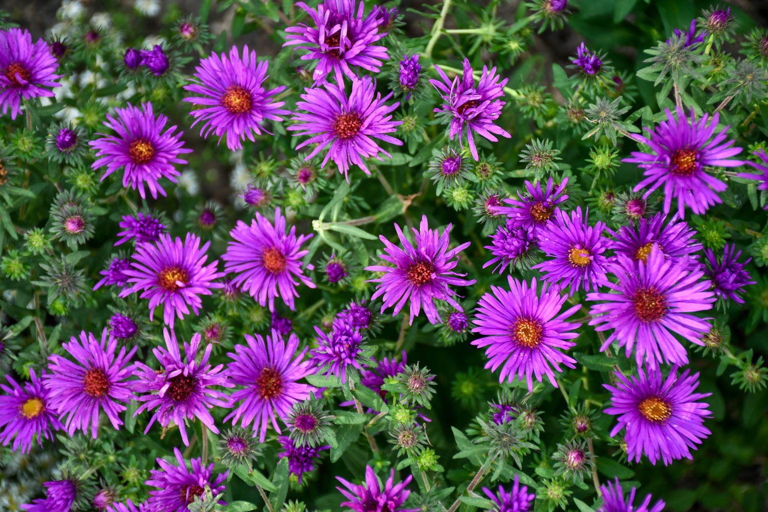 Annual dark lila aster pflanzen for borders and containers