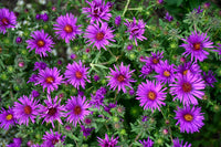 Annual dark lila aster pflanzen for borders and containers