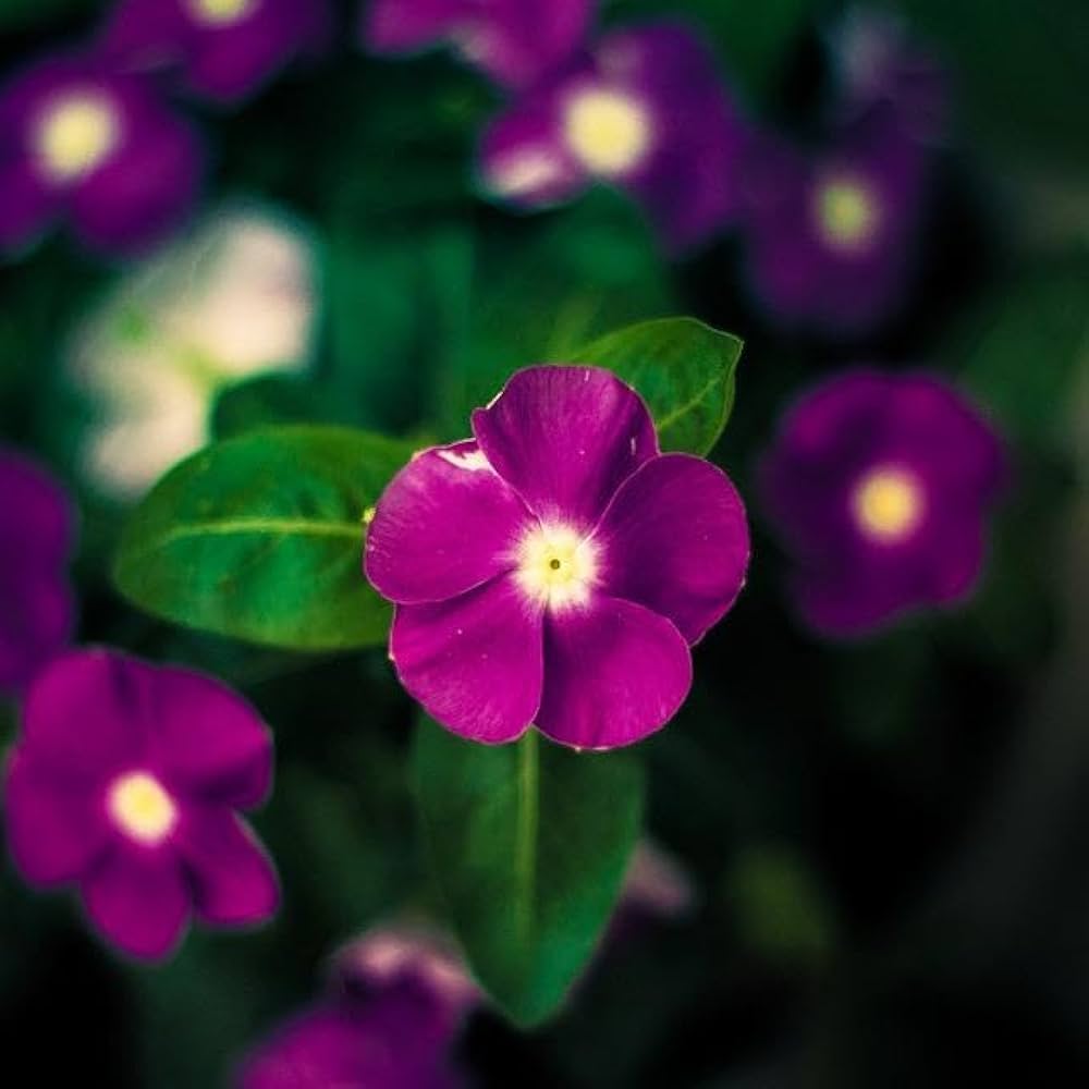 Annual dark lila vinca pflanzen for borders and containers