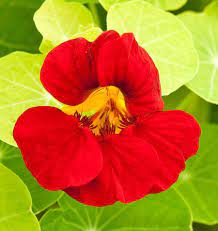 Annual dark rot tropaeolum nasturtium pflanzen for borders and containers