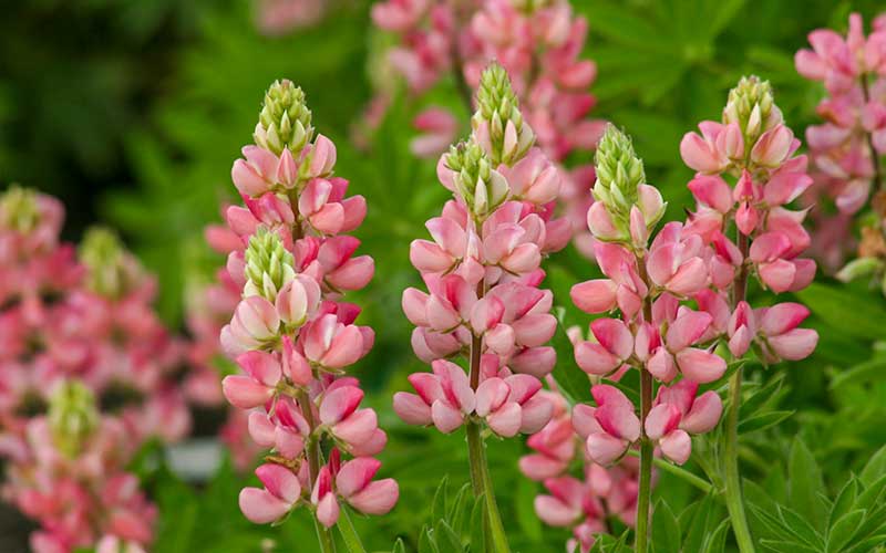 hell Rosa Lupine Blumensamen zur Aussaat duftend Blüten Traditionssorte & ohne Gentechnik Samen Hausgarten