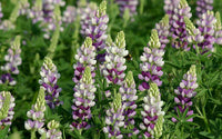 Lupine Blumensamen zur Aussaat – leuchtend Blüten Traditionssorte & ohne Gentechnik Samen Hausgarten