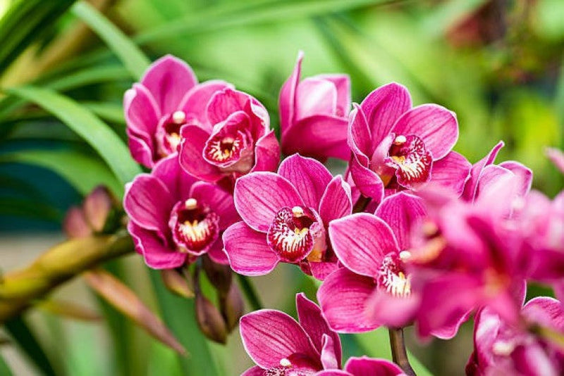Butterfly orchid blume samen for anpflanzung - easy to grow, heirloom & gmo free samen for home garten
 
 sale for anpflanzung in home garten.
