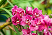 Schmetterling Orchidee Blumensamen zur Aussaat Halbschatten verträglich Traditionssorte & ohne Gentechnik Samen Hausgarten