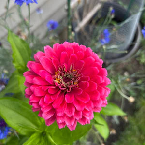 Annual rosa marigold pflanzen for borders and containers