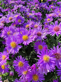 Annual lila aster callistephus pflanzen for borders and containers