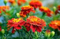 Annual rot & gelb marigold pflanzen for borders and containers