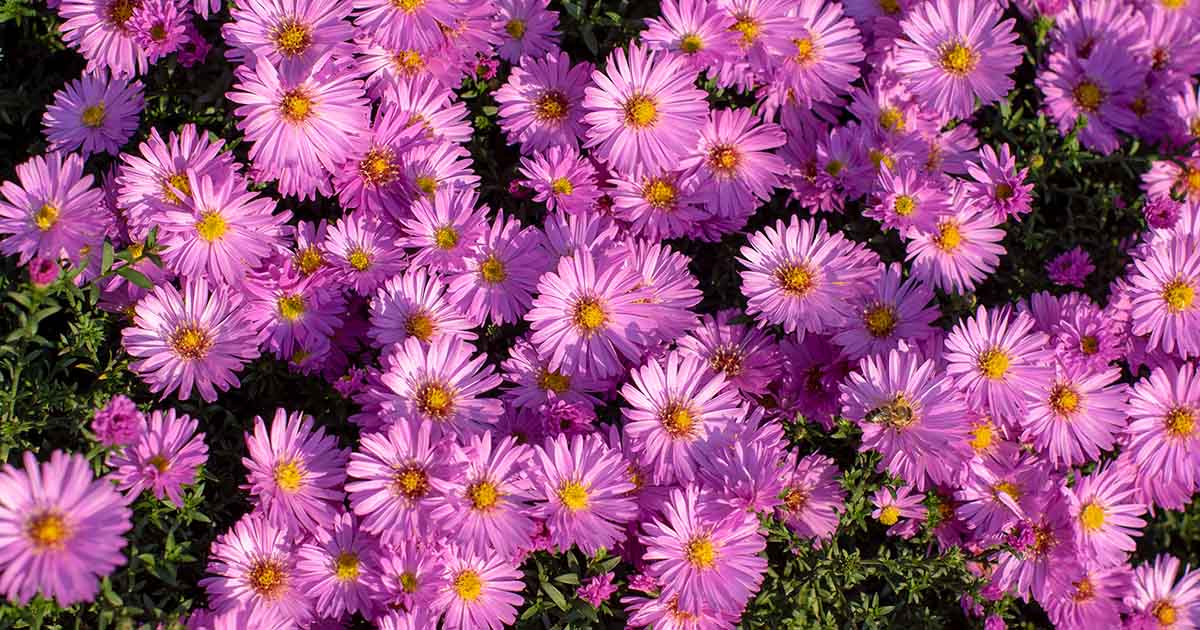 Annual soft rosa aster pflanzen for borders and containers
