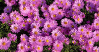 Annual soft rosa aster pflanzen for borders and containers