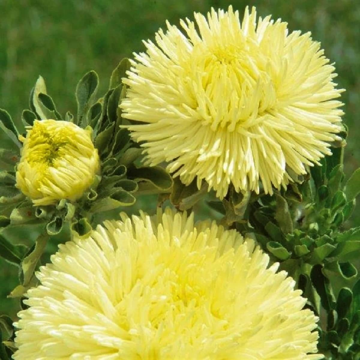 Annual lemon gelb aster samen for vibrant gardens